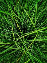 Full frame shot of bamboo plants on field