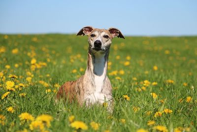 Portrait of dog on field