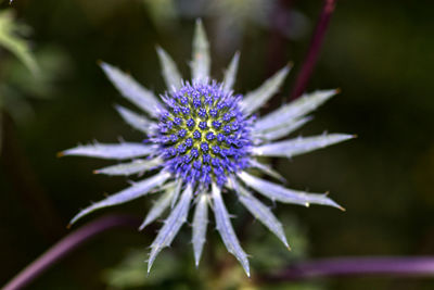 Close-up of purple flowering plant