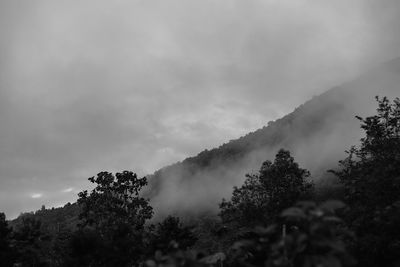 Low angle view of trees against sky