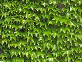 Full frame shot of fresh green plants