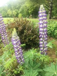 Purple flowers blooming outdoors