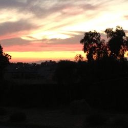 Silhouette of trees at sunset