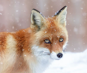 Close-up portrait of fox during snowfall