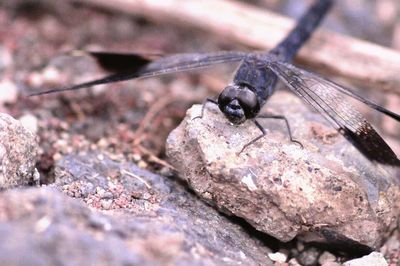 Close-up of insect