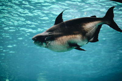 View of fish swimming in sea