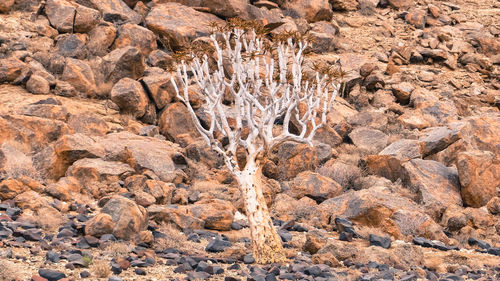 Full frame shot of plants growing on rock