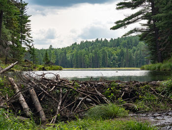 Scenic view of lake in forest against sky