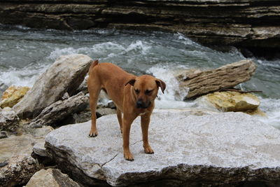 Dog standing on rock in sea