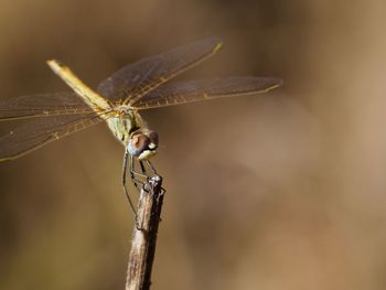 Close-up of damselfly perching on wood