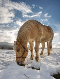 Beautiful horse isabella walk and dig with hoof in wet snow. meadow with horses cover first snow.