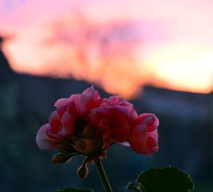 Close-up of pink flowers blooming against sky during sunset