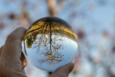 Tree in glass ball held in hand with defocused background