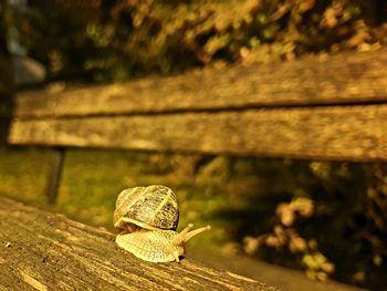 Close-up of snail on wood