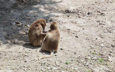 Monkeys sitting on a land