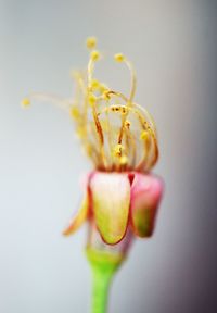 Close-up of rose flower bud