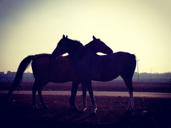 Horse on field against sky during sunset