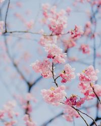 Close-up of pink cherry blossoms