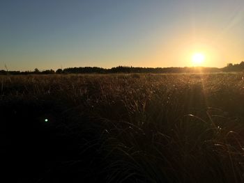 Sun shining through landscape