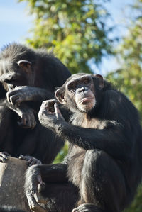 Close-up of chimpanzee