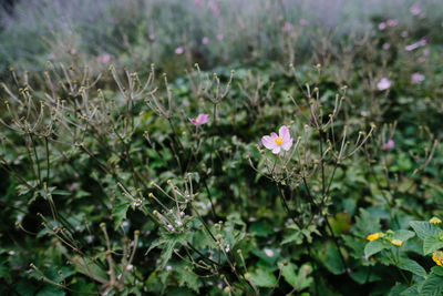 Close-up of purple flowering plant