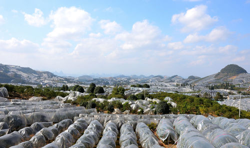 Kumquat trees covered by plastic on the fields of yangshuo, guilin, china