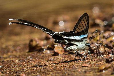 Close-up of butterfly