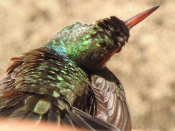 Close-up of lizard