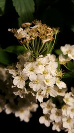 Close-up of white flowers