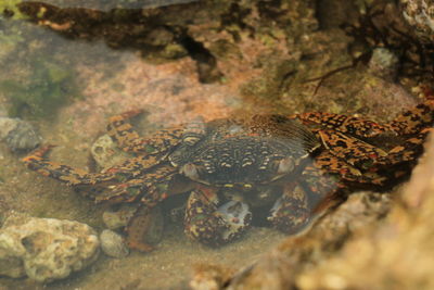 Close-up of crab on rock in sea