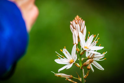 A close up shot of a onion weed plant starting to bloom and opening its first flowers