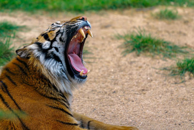 Close-up of tiger yawning while lying on field