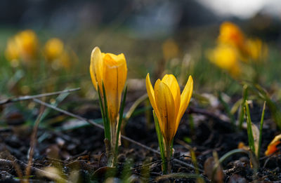 Close-up of yellow crocus flower on field