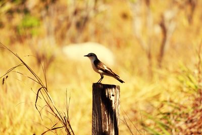 Bird perching on wooden post