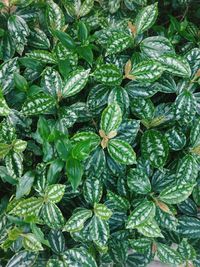 Full frame shot of fresh green plants