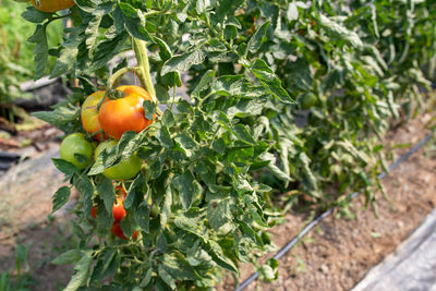 Close-up of tomatoes growing on plant in greenhouse with copy space