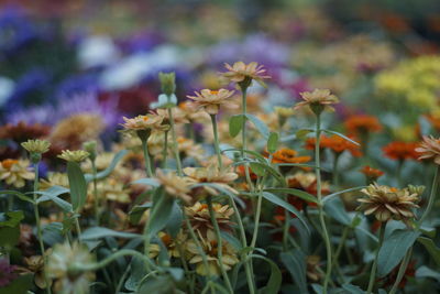 Close-up of plants