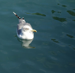 High angle view of duck swimming in lake