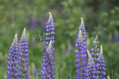 Close-up of purple flowers blooming in garden