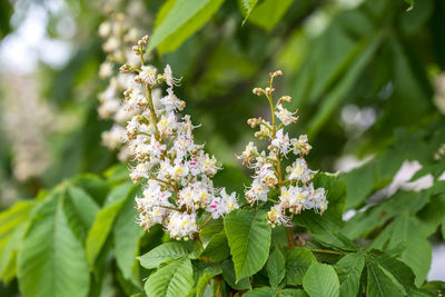 Close-up of white flowering plant