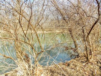 Bare trees by lake