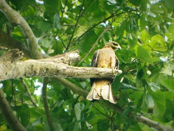 Bird perching on tree trunk