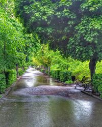 Road amidst trees against sky