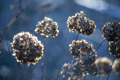 Close-up of flowering plant against clear sky