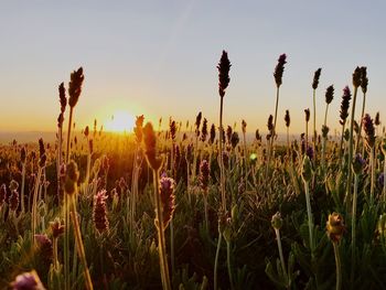 Close-up of flowering plants on field against sky