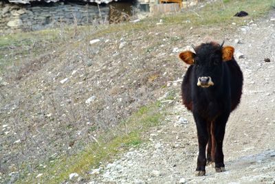 Horse standing on rock