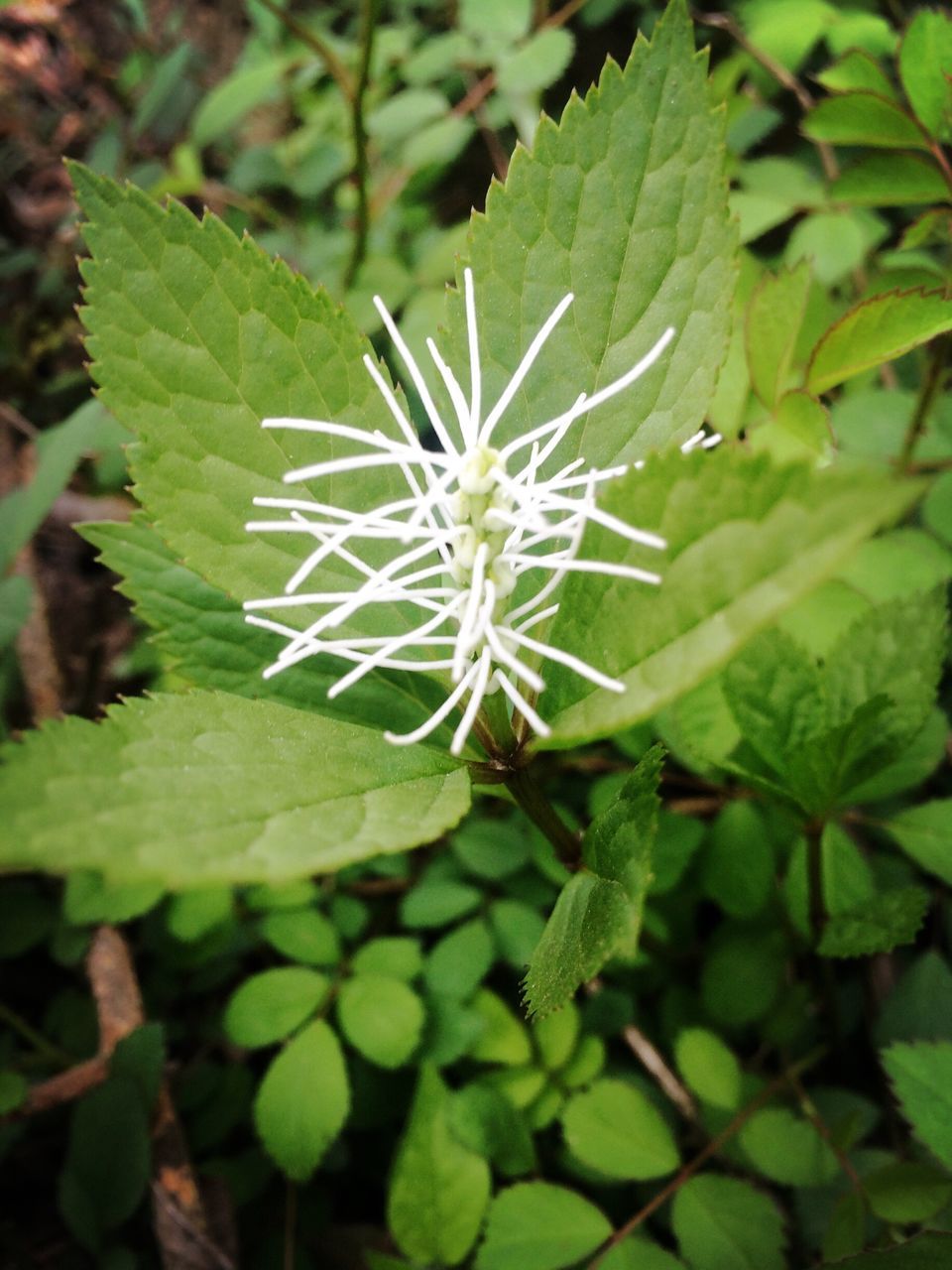 growth, leaf, green color, fragility, freshness, close-up, plant, flower, nature, beauty in nature, focus on foreground, white color, stem, botany, day, outdoors, no people, high angle view, selective focus, green