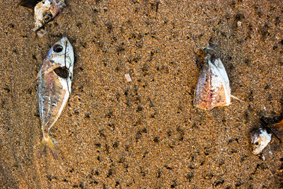 High angle view of fish on beach