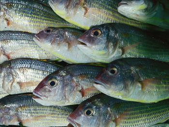 Close-up of fish for sale