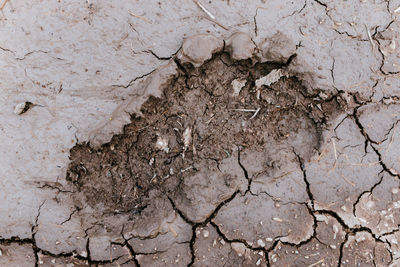 Close-up of dead plant